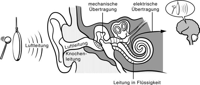 Ähnelt der Abbildung „Aufbau des Ohres“. Links vor dem Ohr akustisches Signal (Gong). Röhre hinter der Ohrmuschel ist mit „Luftleitung“ beschriftet. Die Fläche darunter mit „Knochenleitung“. Der erste Hohlraum links daneben hat die Beschriftung „mechanische Übertragung“ Die Spirale dahinter hat die Beschriftung „Leitung in Flüssigkeit“. Von dort ein Pfeil auf eine außerhalb liegende Skizze eines Gehirns, mit einer Denkblase in der das akustische Signal abgebildet ist. Der Pfeil hat die Beschriftung „elektrische Übertragung“